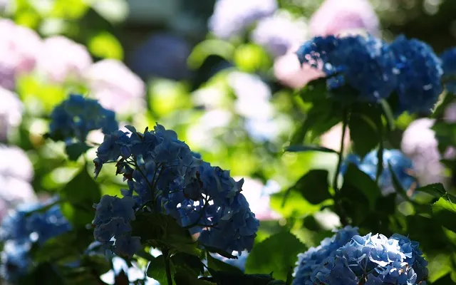 Garden Photography